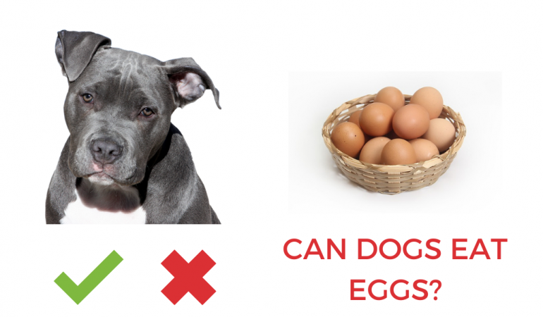 Can Dogs Eat Eggs or Not [Answered]?