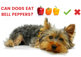 Can Dogs Eat Bell Peppers? [Answered]