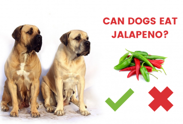Can Dogs Eat Jalapenos or Not? [Answered]