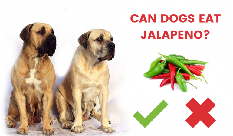 Can Dogs Eat Jalapenos or Not? [Answered]