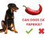 Azawakh – Dog Breed Profile and Fun Facts