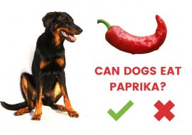 Can Dogs Eat Paprika or Not? [Answered]