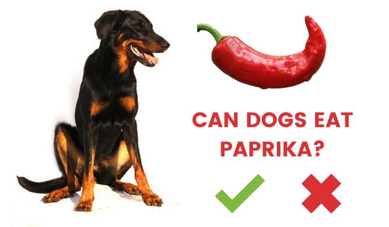 Can Dogs Eat Paprika or Not? [Answered]
