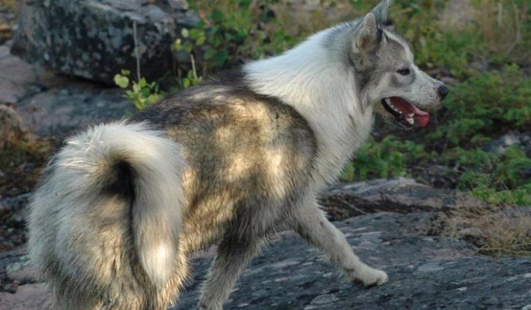 Canadian Eskimo Dog – One of the Best Sledding Breeds