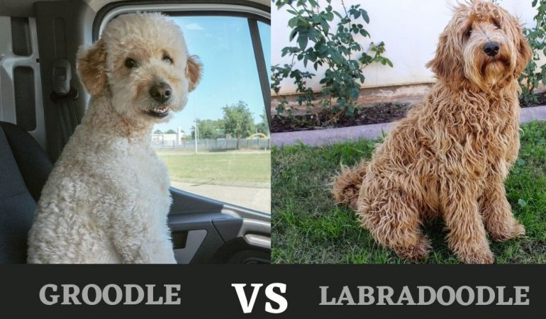 Groodle vs Labradoodle – A Quick Comparison