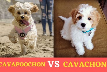 Cavapoochon vs Cavachon – A Quick Comparison