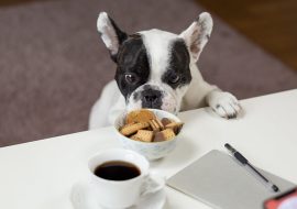 Top-Rated Food Dog Names for 2023 [100+ Picks]