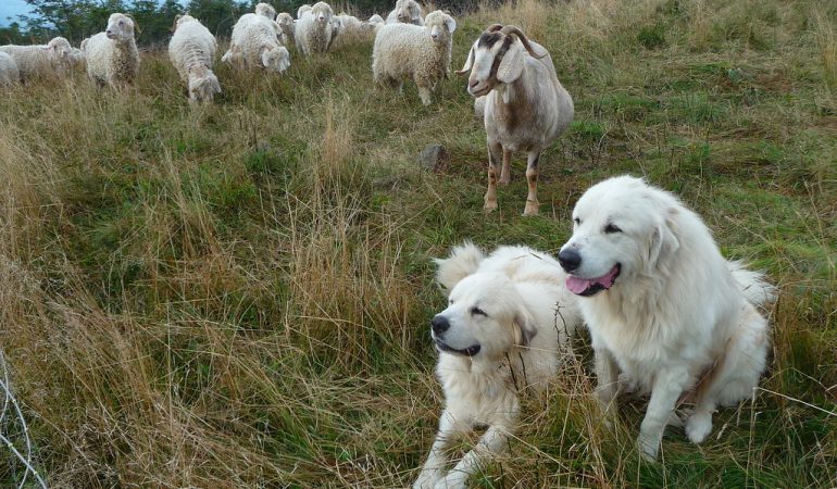 Livestock Guardian Dogs – History, Importance, & Ideal Breeds