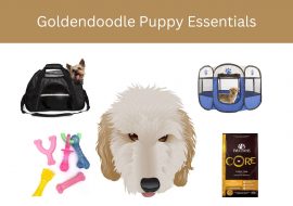 Goldendoodle Puppy Essentials List for 2023