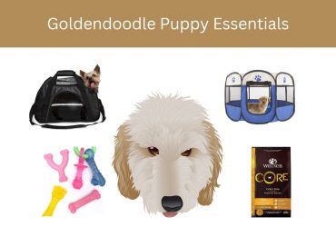 Goldendoodle Puppy Essentials List for 2023