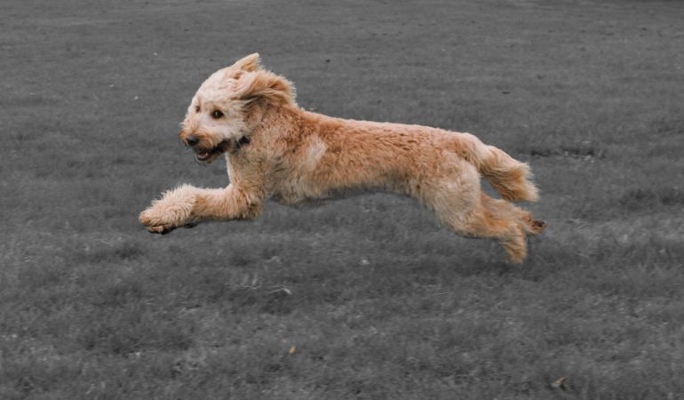 All About Goldendoodle (2022 Complete Guide)