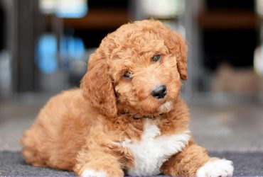 Irish Doodle Puppies for Sale – Top 8 Breeders in the US