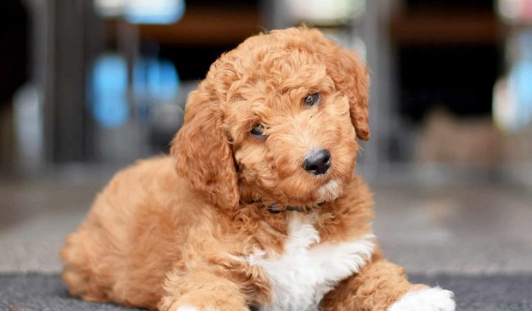 Irish Doodle Puppies for Sale – Top 8 Breeders in the US