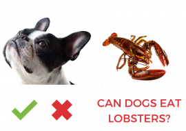 Can Dogs Eat Lobsters or Not? [Answered]