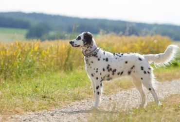 Long Haired Dalmatian – Temperament, Grooming, Traits (2023 Guide)