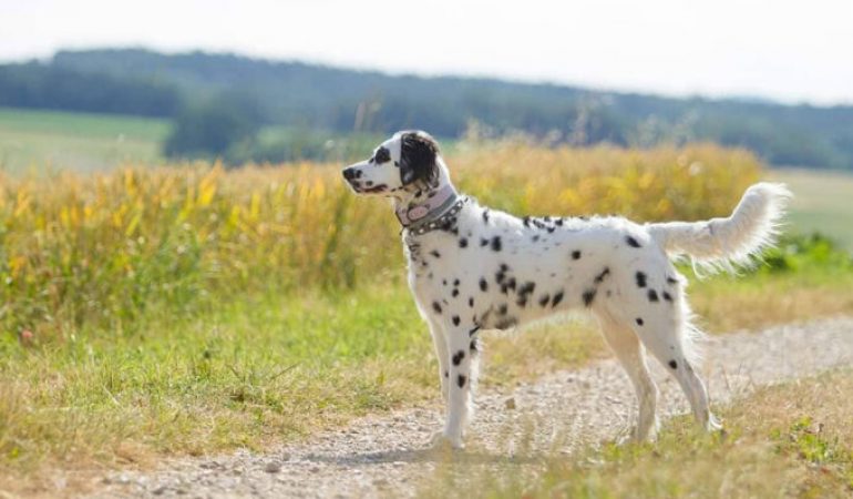 Long Haired Dalmatian – Temperament, Grooming, Traits (2022 Guide)