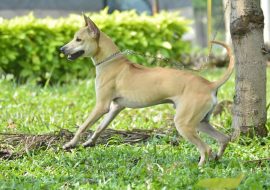 Phu Quoc Ridgeback Dog Breed Facts