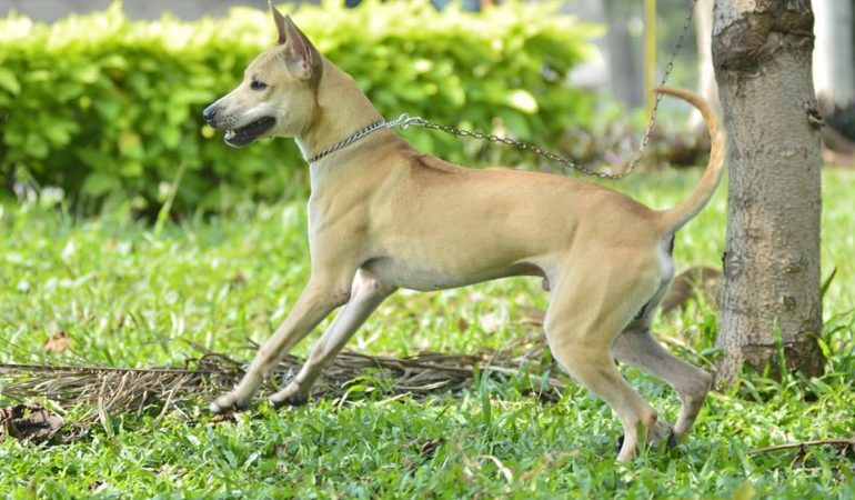 Phu Quoc Ridgeback Dog Breed Facts