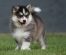 Why do Dogs Chase their Tails and how to Stop them