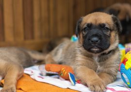 The Ultimate Checklist for Dog-Proofing Your Home