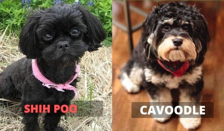 Shih Poo vs Cavoodle – A Quick Comparison