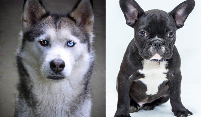The Pros and Cons of Owning a Husky Bulldog Mix: Is It the Right Breed for You?