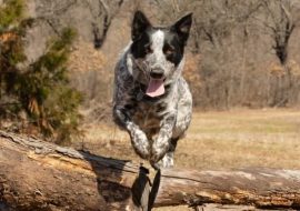 Texas Heeler Dog Breed Info