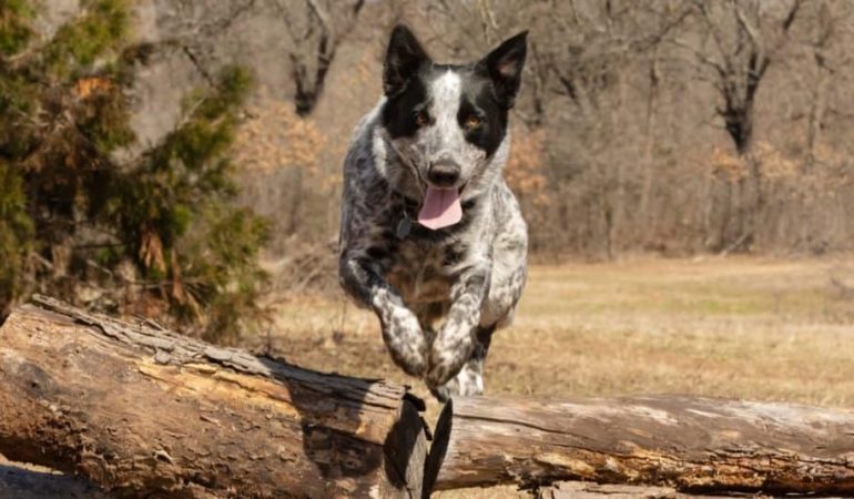 Texas Heeler Dog Breed Info