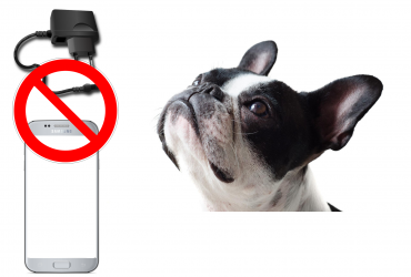 My Dog Chewed a Mobile Phone – Is it Life-Threatening?