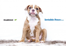 DogWatch vs Invisible Fence – Unbiased Review