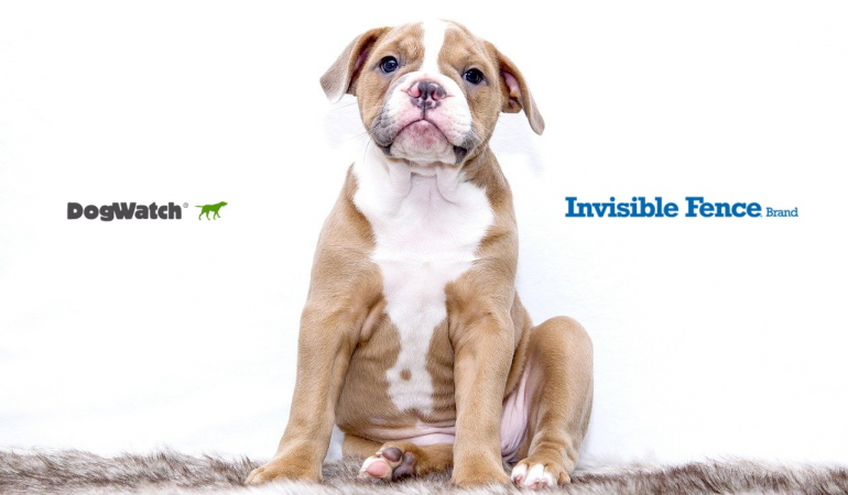 DogWatch vs Invisible Fence – Which one is the Best?