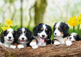 Bernedoodle Pros and Cons | Must Read Before You Get