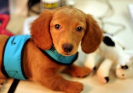 Shop before you adopt – Checklist for would-be pet parents