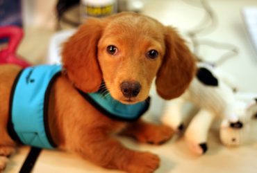 Shop before you adopt – Checklist for would-be pet parents