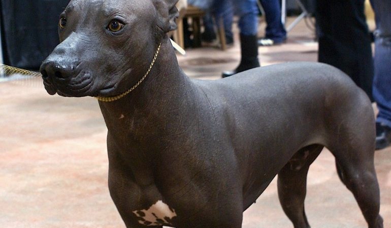 Xoloitzcuintli Dog Breed Profile & Facts