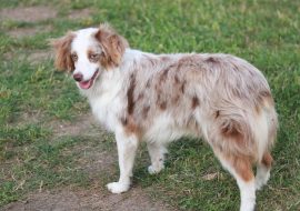 Aussalier Dog Breed Facts & Characteristics