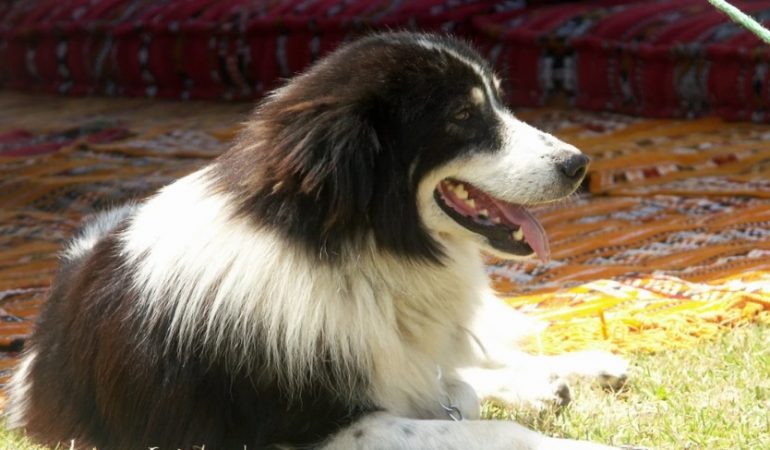 Aidi Dog Breed Info – The Berber Dog