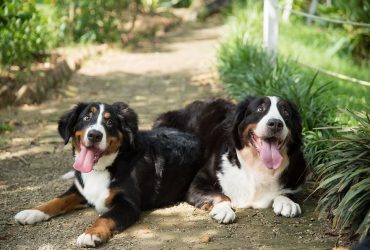 200+ Bernese Mountain Dog Names for 2022