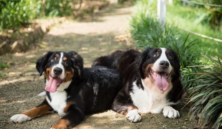 200+ Bernese Mountain Dog Names for 2023