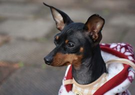Miniature Pinscher – Dog Breed of the Month May 2019