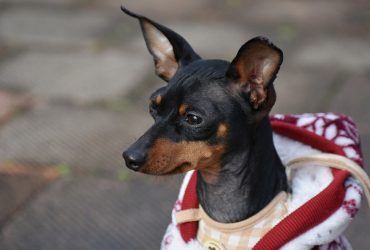 Miniature Pinscher – Dog Breed of the Month May 2019