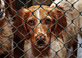 Why Should You Adopt a Dog from Shelter?