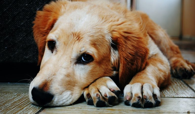 Senior Dogs and Joint Health: Everything You Need to Know