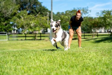 8 Common Injuries In Athletic Dog Breeds