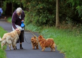 11 Best Dog Breeds For Seniors