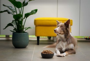 How Long Can Dogs Go Without Food?