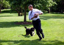 All About the US Presidents’ Dogs [Full List]