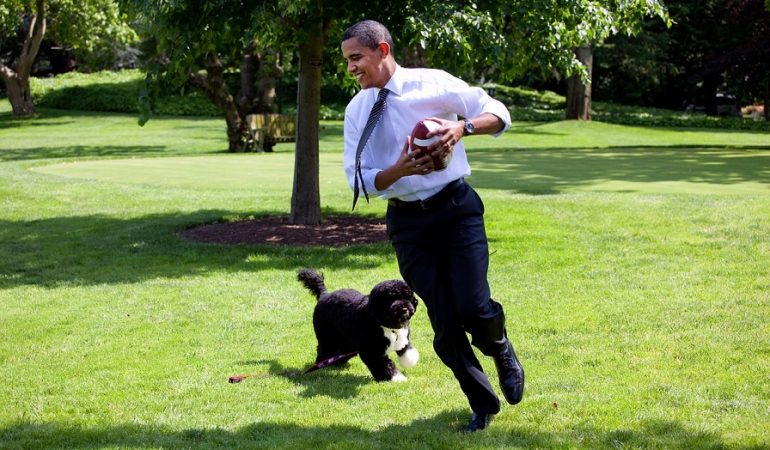 All About the US Presidents’ Dogs [Full List]
