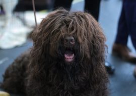 2 New Dog Breeds Announced by American Kennel Club