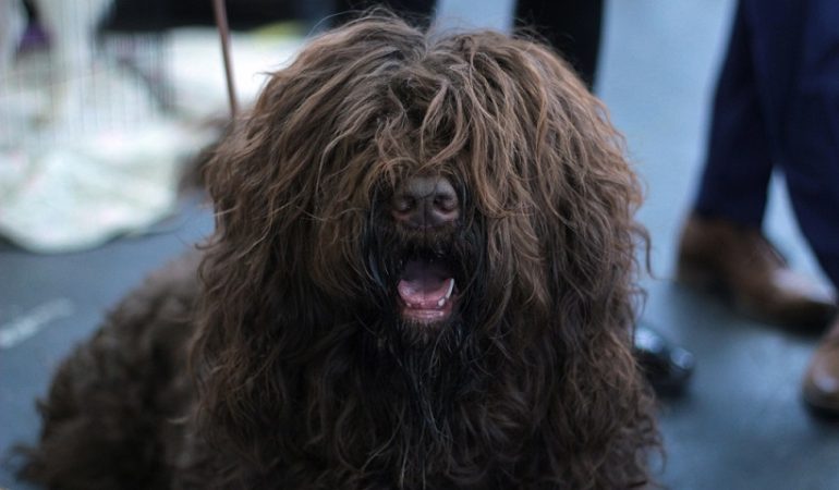 2 New Dog Breeds Announced by American Kennel Club